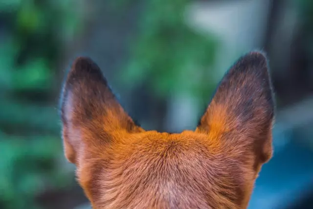 Почему уши собак снова и снова разбухают?