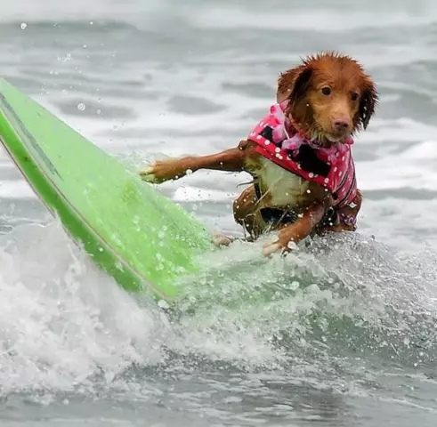 Серфинг для собак
