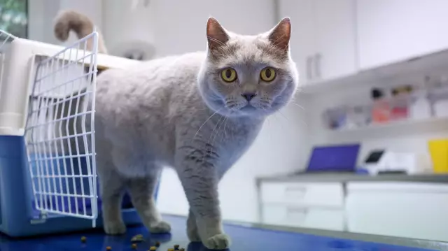 Как я могу поговорить с моим ветеринаром о доступности гандикапа?