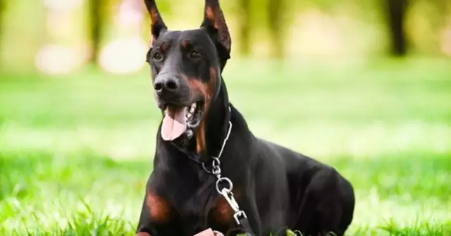 AVMA выходит из-под обрезки ушей и хвостовой стыковки