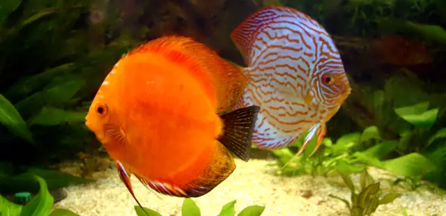 Прогнозы дня выборов в Вете