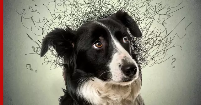 Тревожные мальчики из Миннесоты обучают беспокойных собак и получают больше от жизни