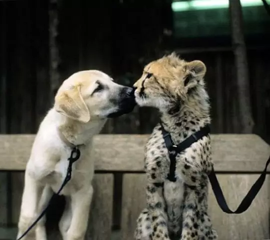 Гепард и собака Убежища - постоянные сподвижники