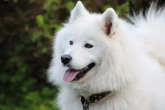 Почему моя собака дефекатирует во сне?