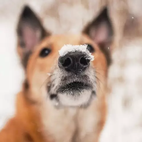 На самом деле очаровательны магазин собак