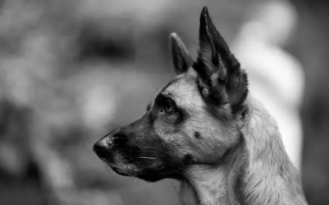 Собака падшего моря, принятая его семьей