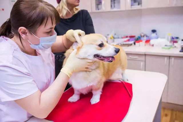 Что вызывает опухшие лимфатические узлы?