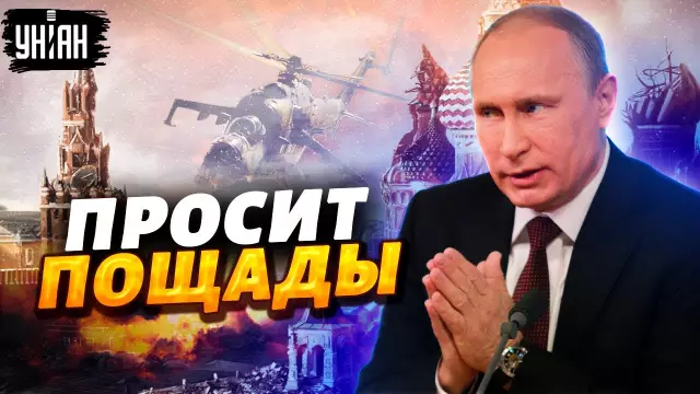 Посвященный Мопс спасает жизнь кошки