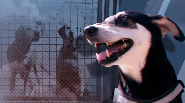 Усыпленная паука поднимается с «мертвых»