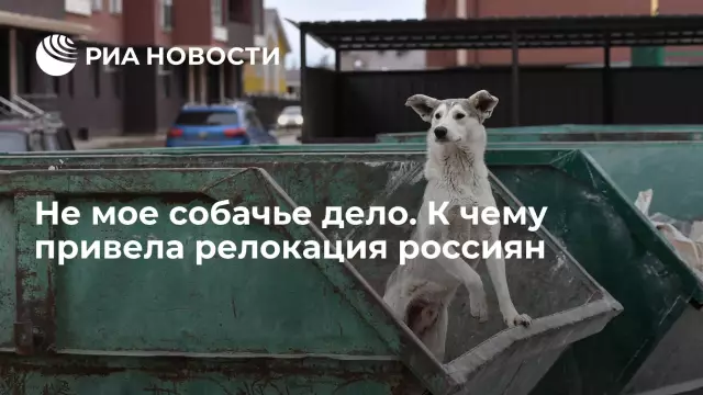 Как спасти собаку-приюта, помогающую исцелить мое скорбящее сердце