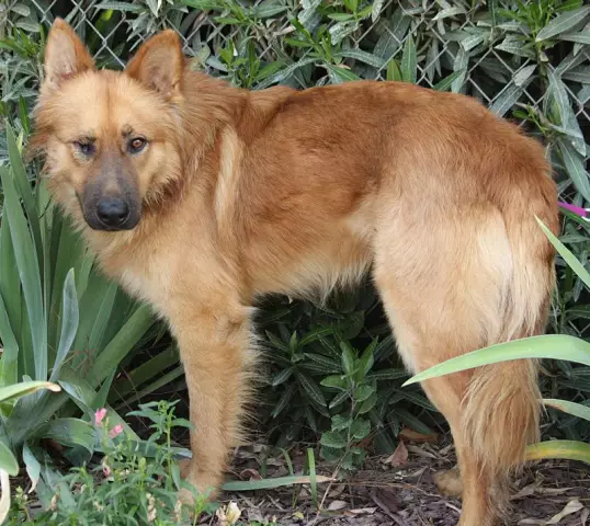 Westside German Shepherd Rescue получает документальное обращение в «Робин»