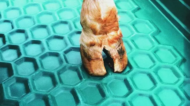 Новые копыта вашей собаки