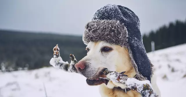 Болезненная тучная собака, которая замерзла на тротуаре всю ночь, теперь подходящая и просто пухлая