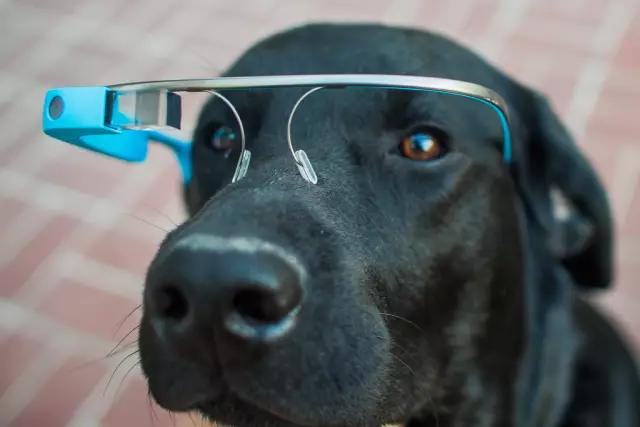 4 Dog Tech Products Мы любим
