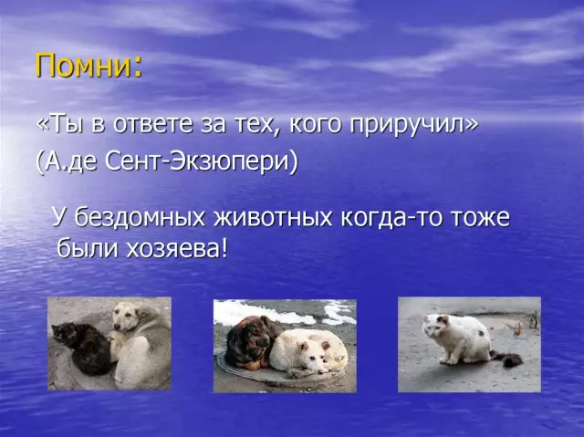 8 собак, которые мы любим прямо сейчас