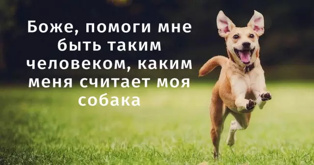 День собаки Рокки Канака принимает другой подход к принятию собак