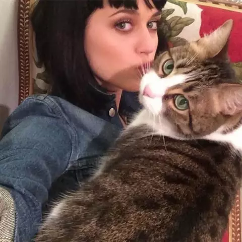 Кошка Кэри Перри, Китти Перри, Тренд в Твиттере