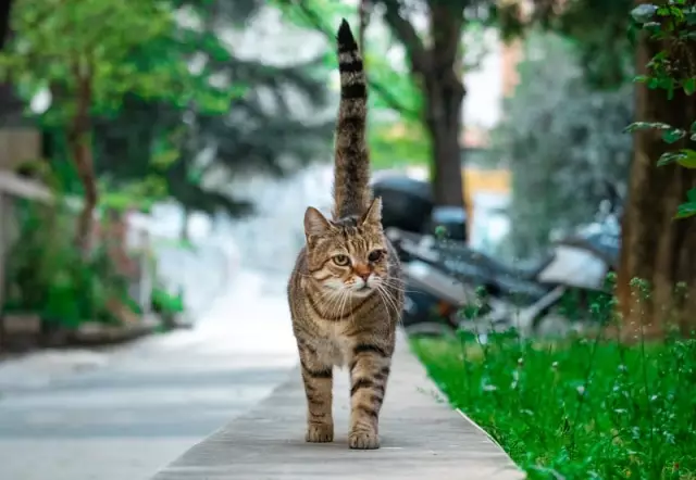 Счастливые хвосты: 250 кошек, спасенных от Hoarder Find Homes