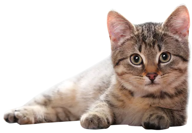 Хотите «зеленый» контроль грызунов? Подумайте, Feral Cats