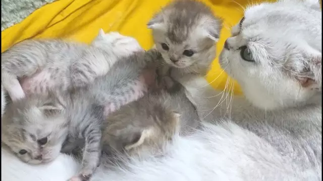 «Соборная кошка» ухаживает за мышами и приветствует посетителей