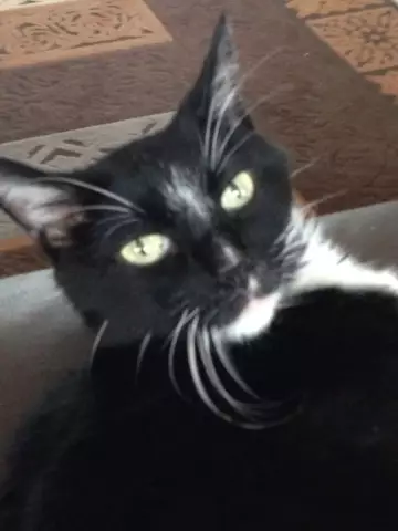 Hobo Kitty воссоединилась с владельцем после эпического путешествия