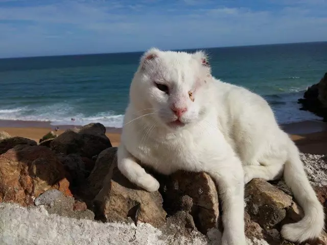 The Feral Cat Mr No Ears - «Король-лев» Албуфейры, Португалия