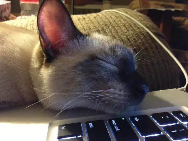Cat может помочь Nab Hacker, причиняющий Mayhem в Японии