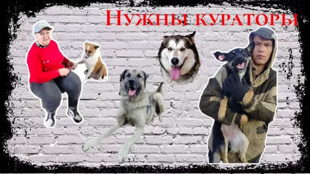 Можете ли вы помочь лесным пожарным собакам?