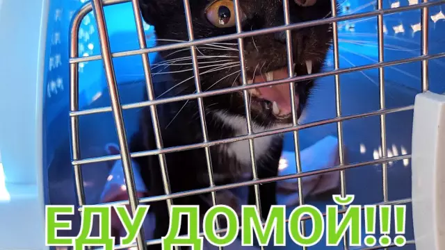 Кошка спасена от огня; Владелец, заряженный батареей