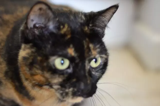 Stella the Cat говорит об искусстве