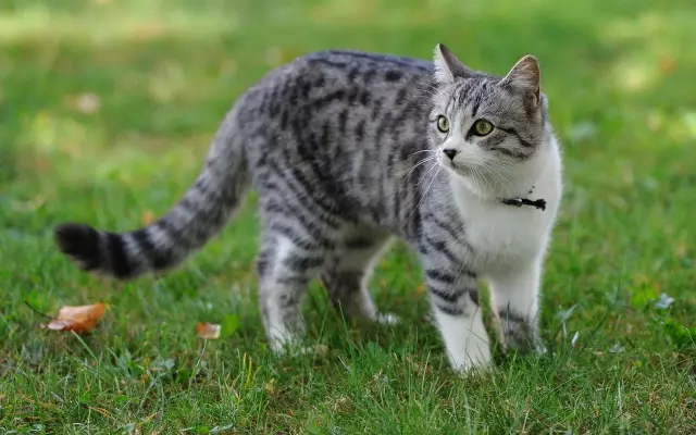 Кошка спасла после зимней прогулки