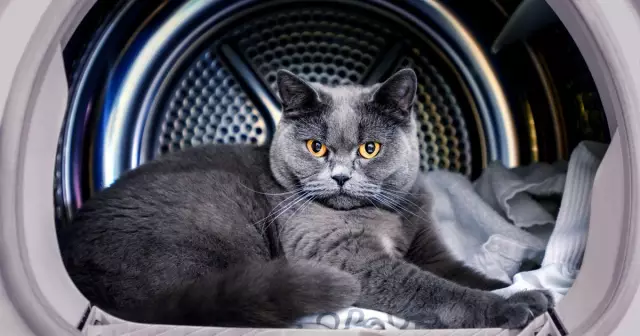 Обновление для Рассела, кота, который выжил в доме огня