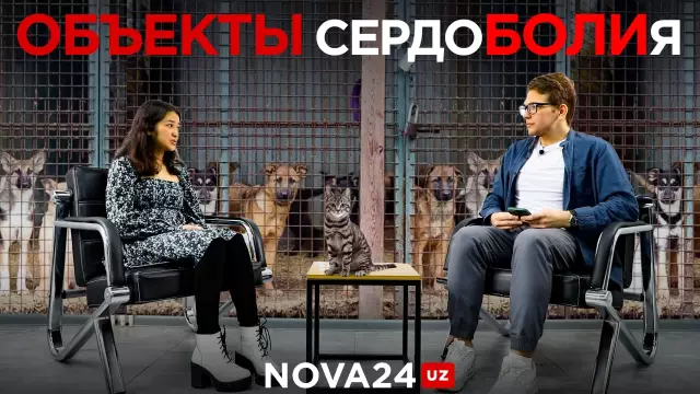 Давайте «Оранжевый» и помогите предотвратить жестокость животных