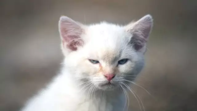 Trigger the Cat сохраняет своего владельца после инсульта