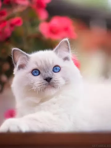 Обновление Корки: Кошечка с ногами
