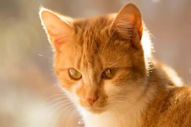 Что такое Mew в Catster: август Cat Events