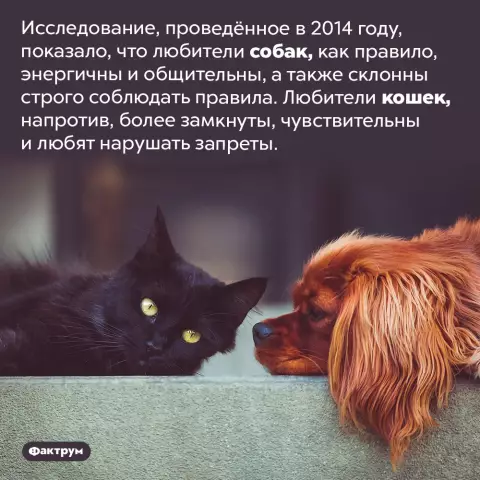 Любители кошек оспариваются: «Продавайте свой материал, спасайте жизнь»