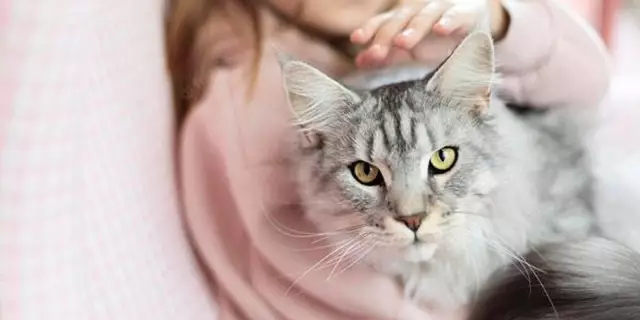 Исследование: Кошки могут стать настоящим «Лучшим другом человека»
