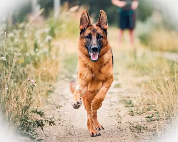RIP Diesel, французская полицейская собака, которая погибла в Париже на рейде