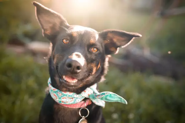 Boulder Dog Food Company вспоминает куриные спринклеры о страданиях сальмонеллы