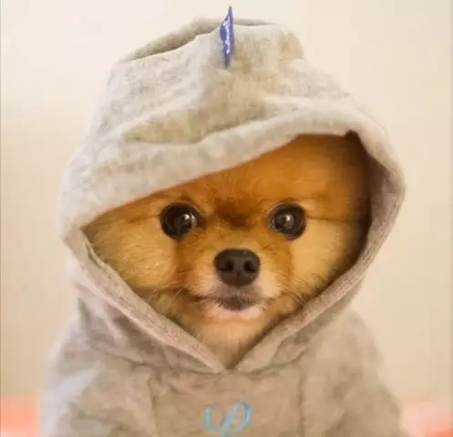 Jiff the Pomeranian Outdoes His Colossal Cuteness, выиграв 2 мировых рекорда Гиннеса