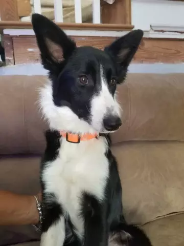 Jess the Border Collie проколола автомобильные шины за шесть месяцев