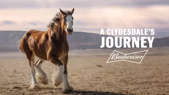 Crazy Cute Puppy в Super Bowl от Budweiser Crazy Cute