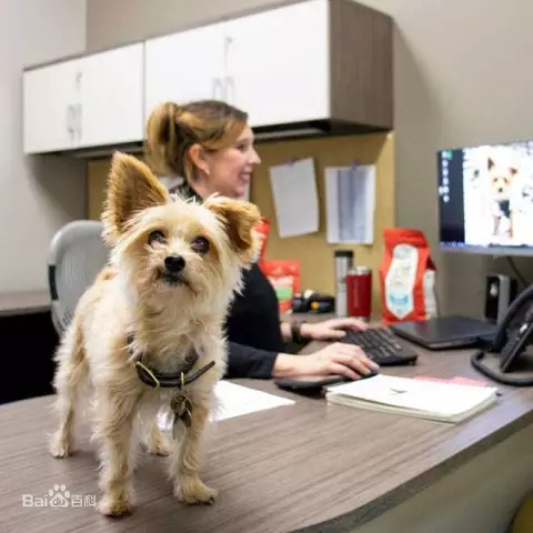 Stella & Chewy вспоминает большое разнообразие продуктов для кошек и собак