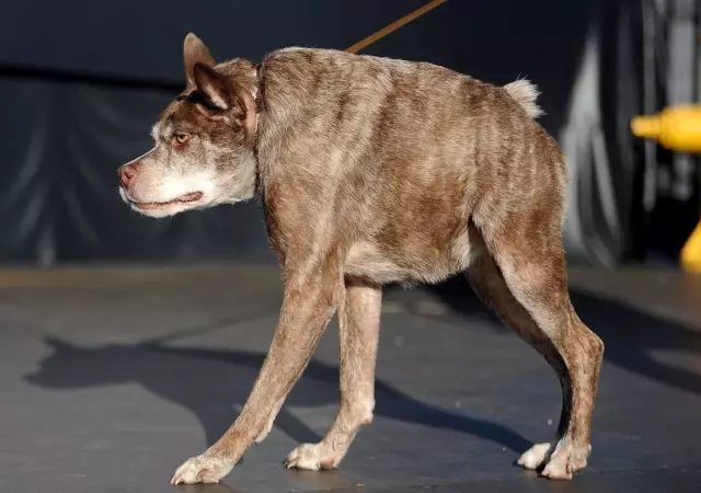 Действительно ли самая уродская собака в мире - GASP-Adorable?