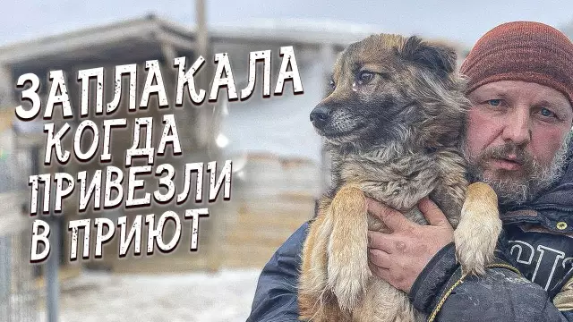 Удивительное спасение: пожарные получают слепую собаку, которая упадет в озеро Онтарио