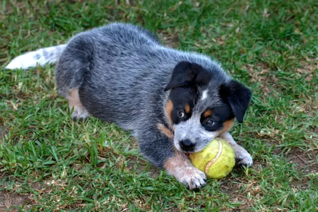 Bo the Blue Heeler снят и сожжен соседи, но выживает