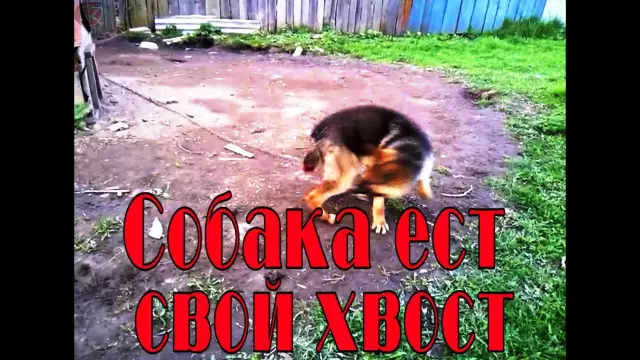 Хлоп! Пренебрегаемая собака ест свой собственный хвост, чтобы выжить