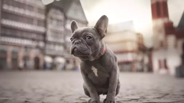 Французский бульдог найден связанный в сумке в ванной Petco