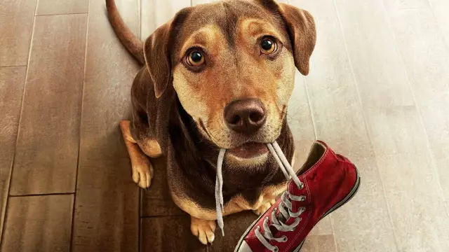 Собаки знаменитостей возьмут домой Сложный Pup Swag на церемонии MTV Movie Awards